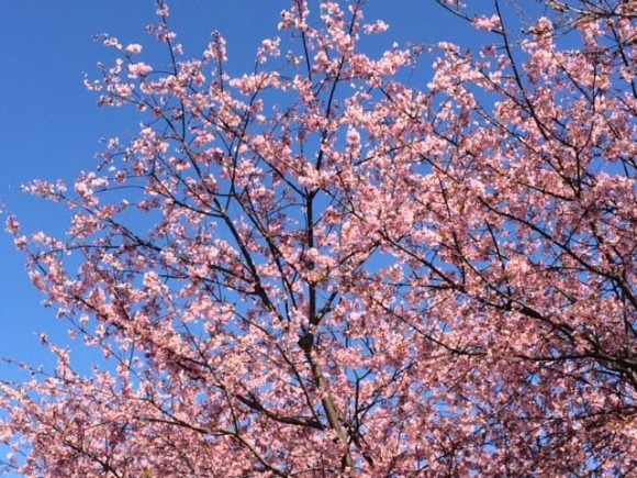 datz-sakura